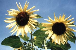 two sunflowers