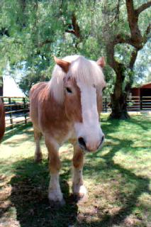 A Belgian horse.
