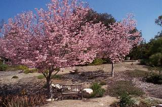 Cherry Trees