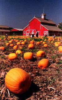 Pumpkin Patch-Faulkner Farm.
