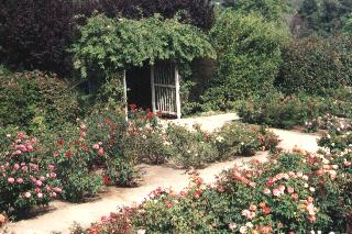 sprawling rose garden