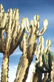 cactus garden