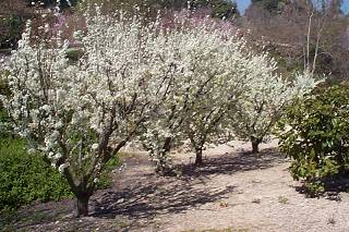 Fruit Trees