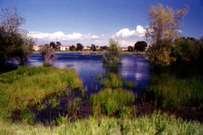 The Madrona Marsh