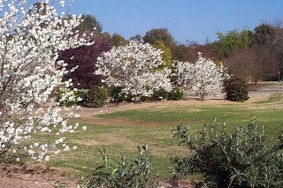 fruit trees