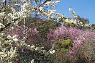 Flowering Fruit Trees
