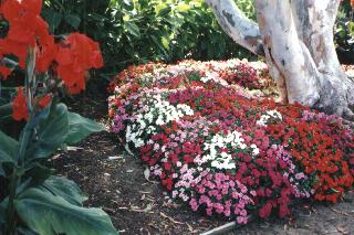 groundcover