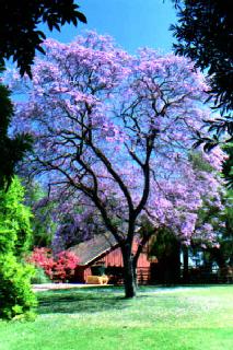 Blooming jacaranda trees.