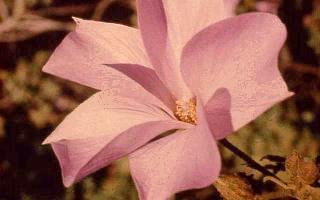 Shades of Pink