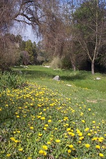 Wildflowers in March