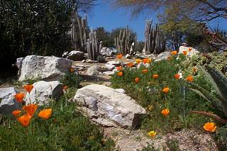 Cactus Garden and Poppies