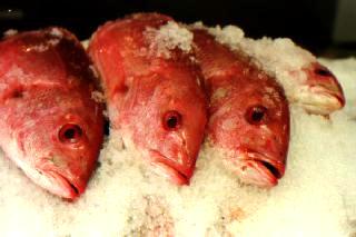 snapper.jpg