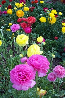 ranunculus