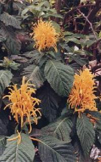 plants from Australia